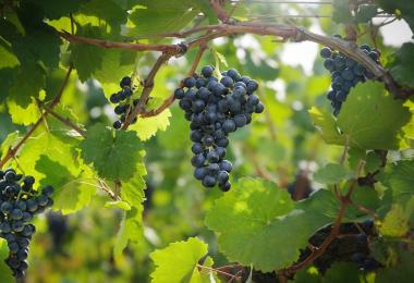 Blaufränkisch (Photo: ÖWM/WSNA)