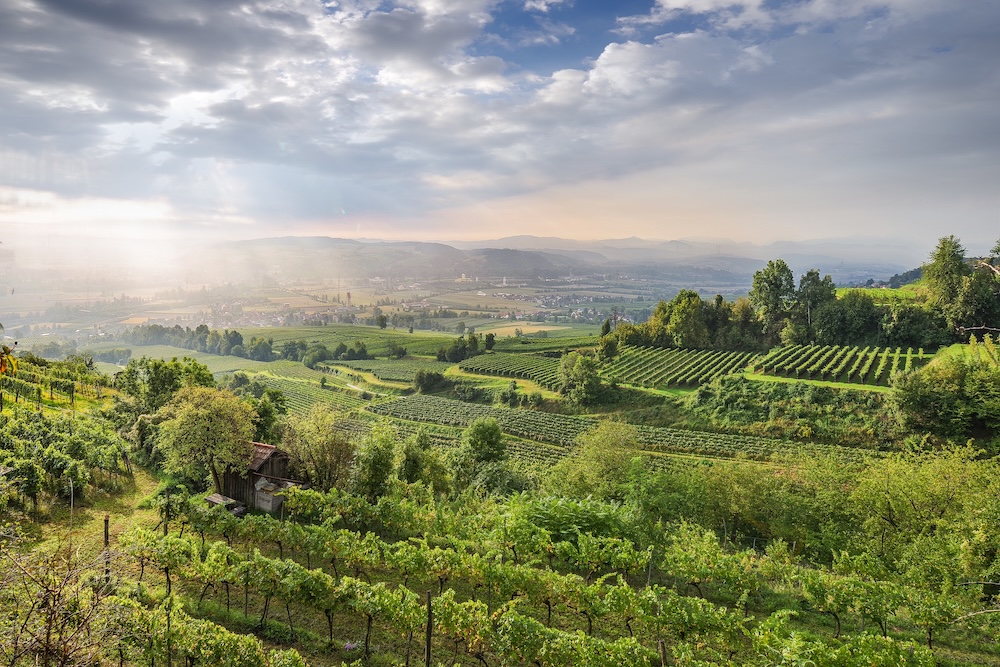 Vineyards in the Traisental, Niederösterreich (Photo: ÖWM/WSNA)