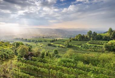 Vineyards in the Traisental, Niederösterreich (Photo: ÖWM/WSNA)
