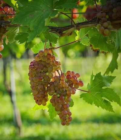 Roter Veltliner (Photo: ÖWM/WSNA)