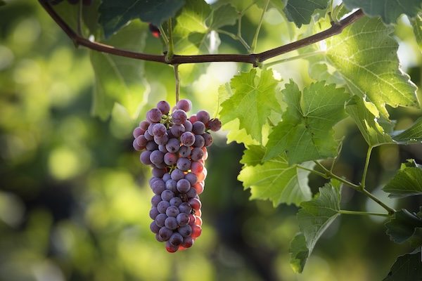 Souvignier Gris (Photo: ÖWM/WSNA)