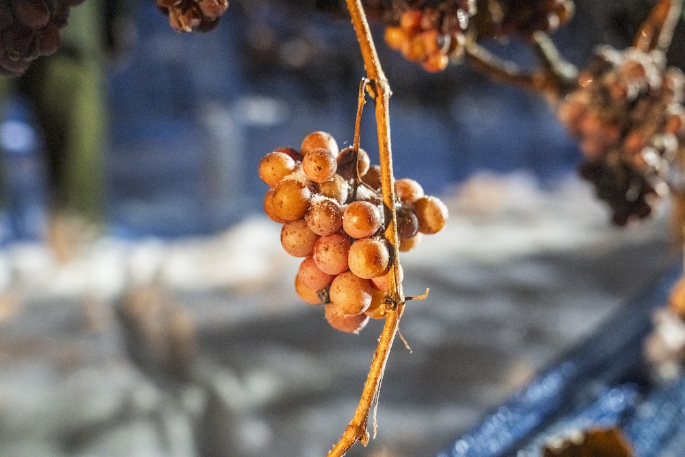 Sweet wines from Austria combine fruit flavors with a balanced sweetness. (Photo: ÖWM/Herbst)