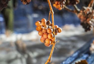 Sweet wines from Austria combine fruit flavors with a balanced sweetness. (Photo: ÖWM/Herbst)