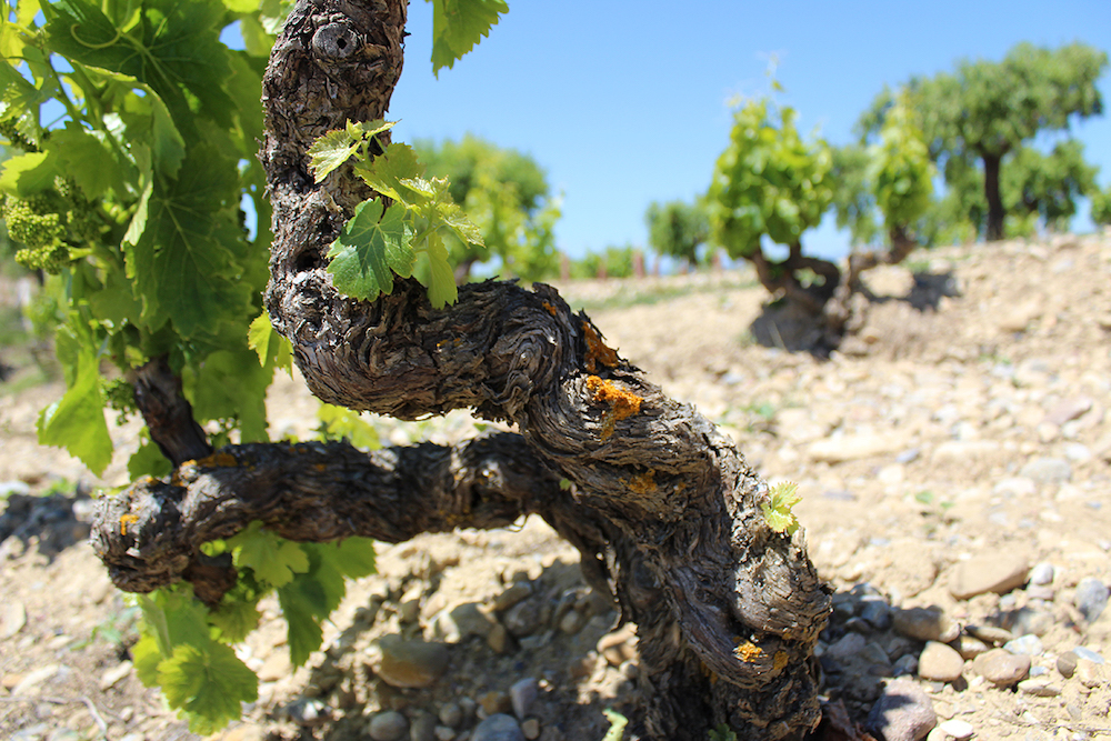 Old vine Grenache (ElenaN)