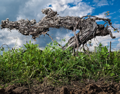Old Vranec vine