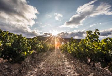Vineyard in Rioja