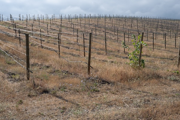 Ripped out vineyard in Okanagan (Photo: Lincoln Clarkes)