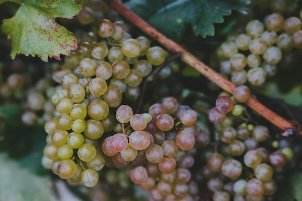 Roter Veltliner (Photo: ÖWM/Christine Miess)