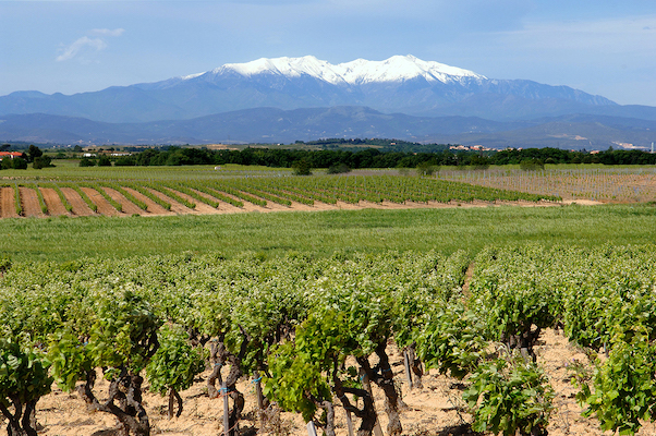 Vineyard in Roussilon (Photo: CIVR)