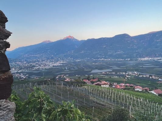 A different wine world. In South Tyrol, the worries are much smaller than in the rest of Italy.