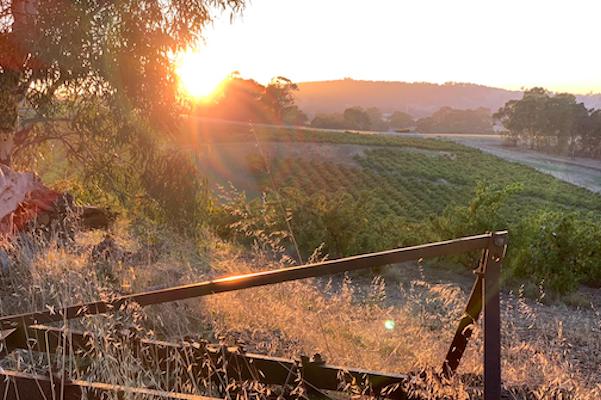 McLaren Vale harvest