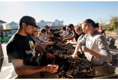 Students at UC Davis do everything from grape  sorting to winemaking.