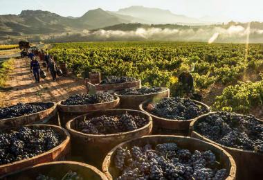Red Rioja grapes