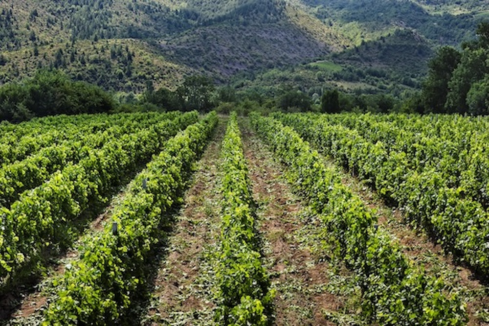 Domaine Barovo: Top terroir in the mountains of the Balkans