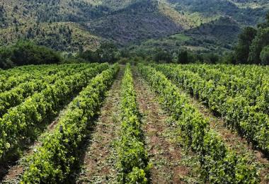 Domaine Barovo: Top terroir in the mountains of the Balkans