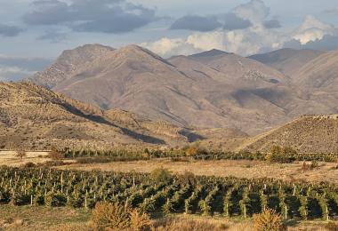 Vineyards in a dramatic volcanic landscape at an altitude of 1,400 meters