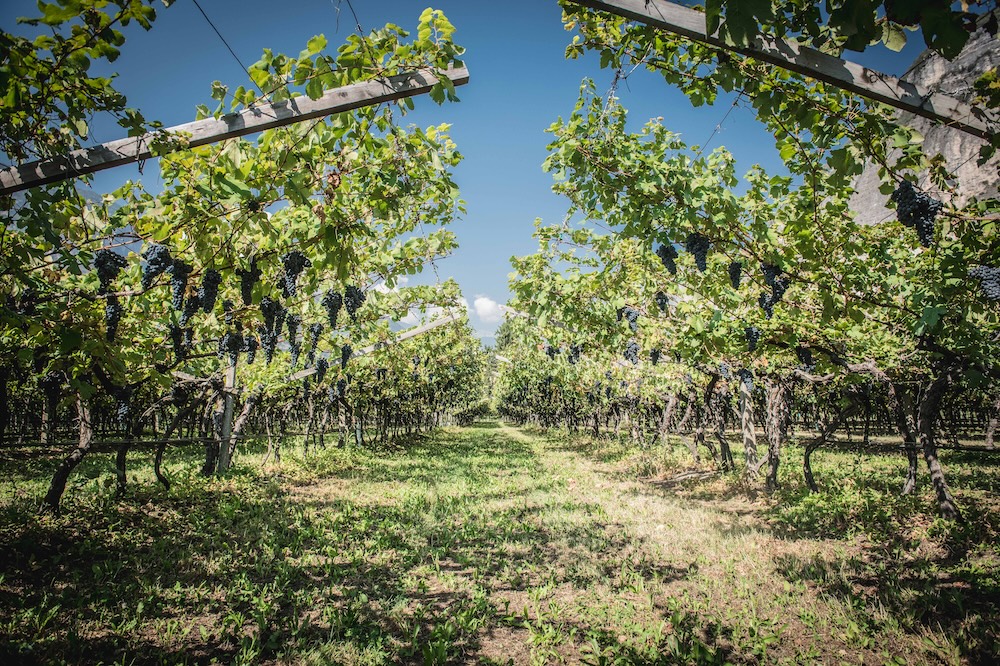 A traditional vineyard in Trentino