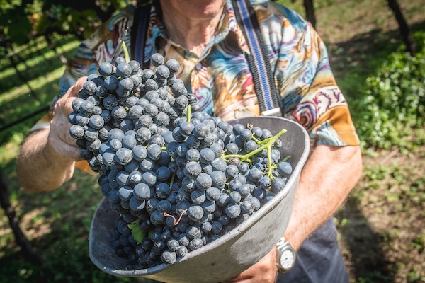 Harvest