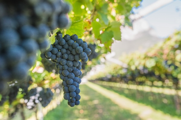 Teroldego Rotaliano was known in the past as 'Tiroler Gold' ('Tyrolean Gold‘)