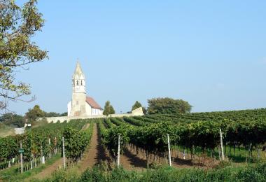 A quarter of Carnuntum’s vineyard area is dedicated to Zweigelt. The wines tend to be compact on the palate, with cool and complex aromas, and a juicy structure.