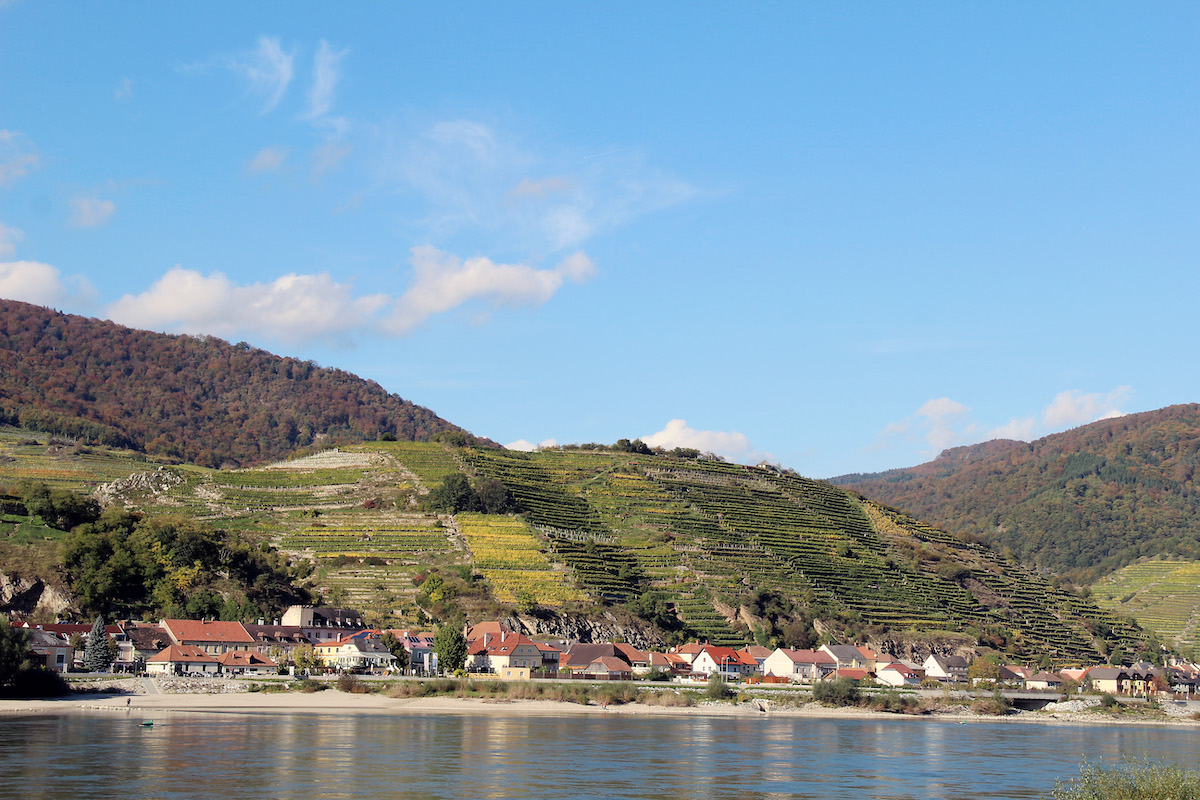 Vineyards overlooking the Danube in the Wachau