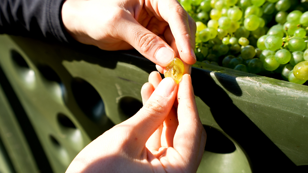 Austria’s winegrowers are busy completing this year’s wine harvest (Photo: Austrian Wine/Robert Herbst)