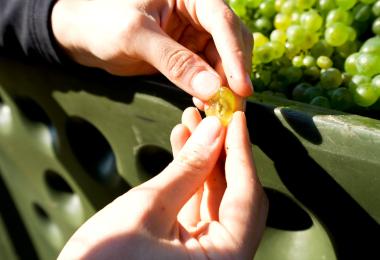 Austria’s winegrowers are busy completing this year’s wine harvest (Photo: Austrian Wine/Robert Herbst)