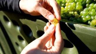 Austria’s winegrowers are busy completing this year’s wine harvest (Photo: Austrian Wine/Robert Herbst)