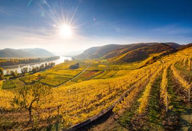 Vineyard overlooking the Danube in Wachau