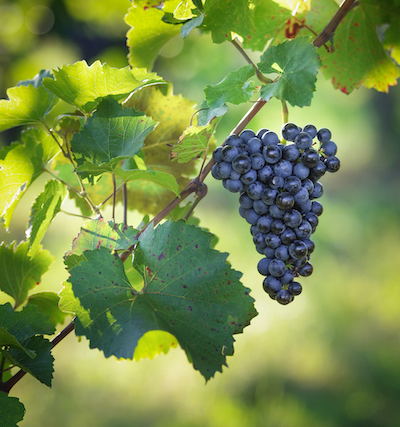 Zweigelt, Austria’s most popular red wine variety, is planted on over 6,200 hectares and makes up nearly 14 % of the country’s vineyard area.