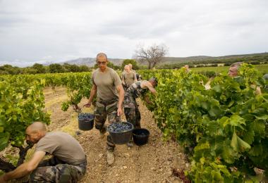 Former members of the French Foreign Legion at work in the vineyard.