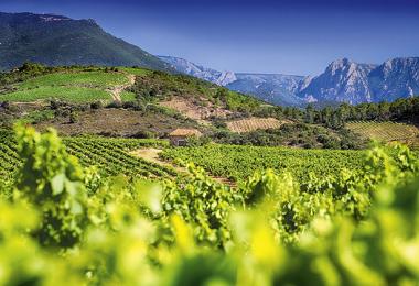 Vignoble-Berlou/G.Descha