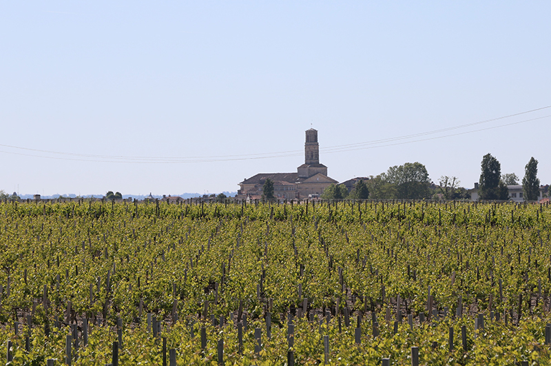 Vineyards in Pauillac: Bordeaux is losing a significant proportion of its vineyards. (Photo: Wiki/Anthony Baratier)
