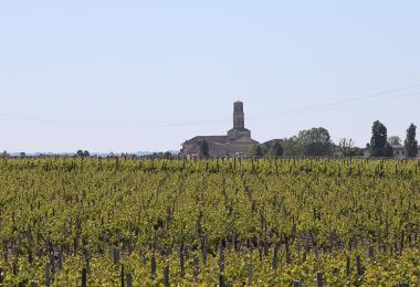 Vineyards in Pauillac: Bordeaux is losing a significant proportion of its vineyards. (Photo: Wiki/Anthony Baratier)