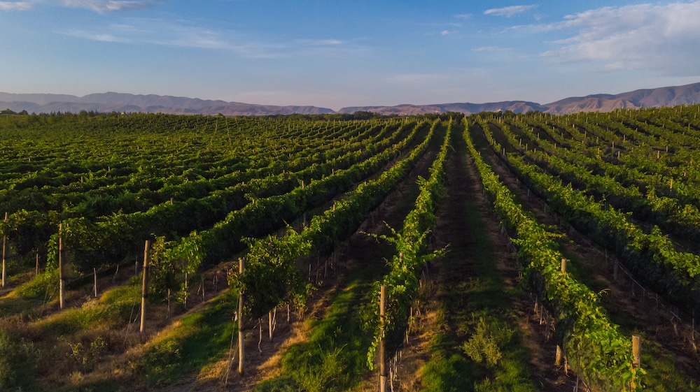 Vineyards at Rivero Gonzalez in Parras