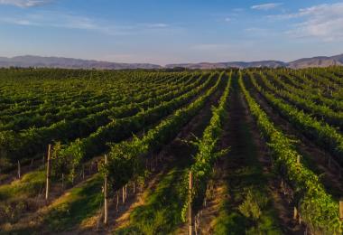 Vineyards at Rivero Gonzalez in Parras