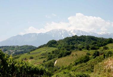 The vineyards of Cantina Tollo enjoy cool influences of the snow-capped Maiella limestone massif and fresh breezes from the Adriatic Sea.
