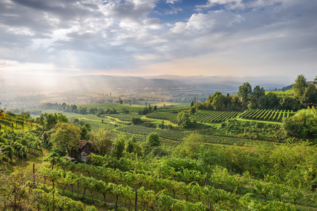 The Traisental is one of the younger DAC regions in Austria, but well-known for its Grüner Veltliner and Riesling / Credit: ÖWM - Marcus Wiesner