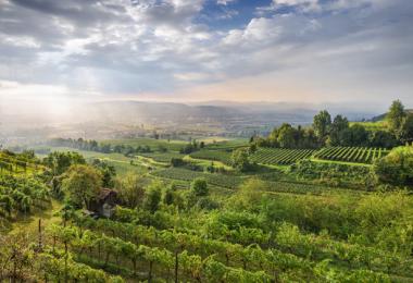 The Traisental is one of the younger DAC regions in Austria, but well-known for its Grüner Veltliner and Riesling / Credit: ÖWM - Marcus Wiesner