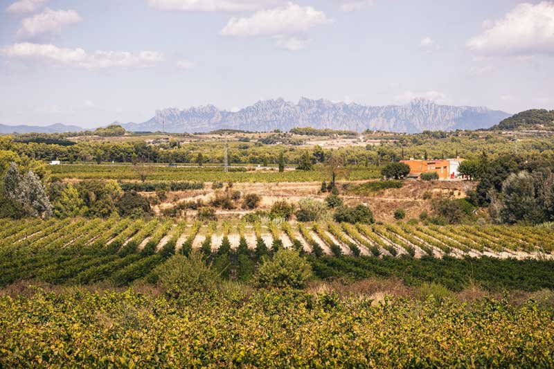 Catalunya in northeastern Spain / Credit: DO Cava
