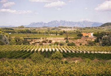 Catalunya in northeastern Spain / Credit: DO Cava