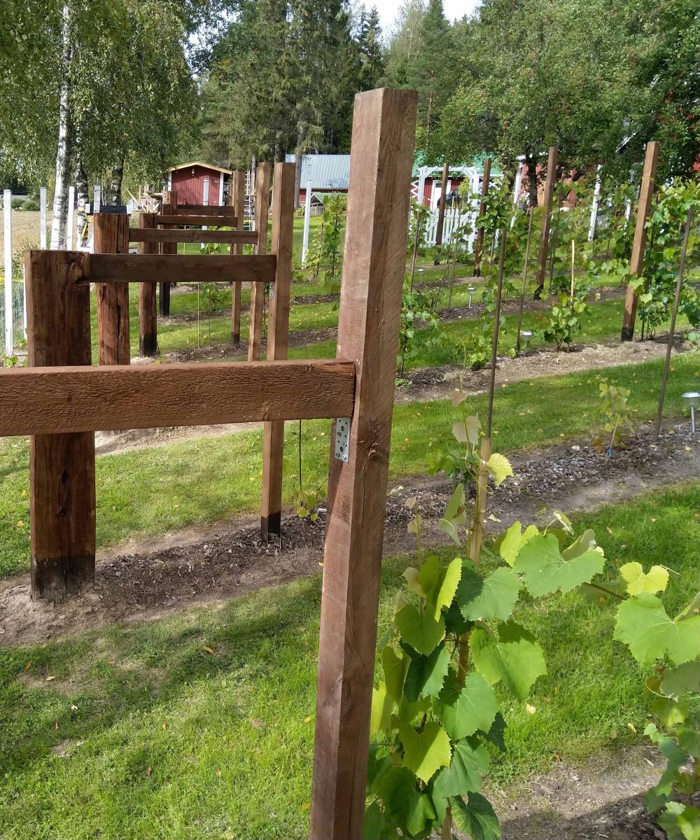 Newly planted vines (Photo: Juha Quist)