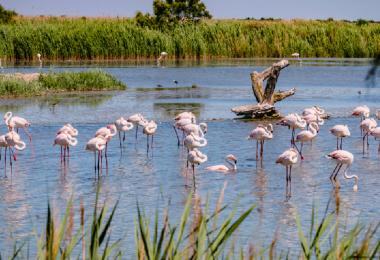 Sable de Camargue obtains PDO status. (Photo: Villena Gerald / stock.adobe.com)