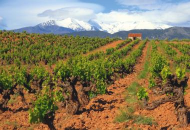 France's vineyards will probably yield significantly less in 2024 than in the previous year. (Photo: Panoramo/stock.adobe.com)