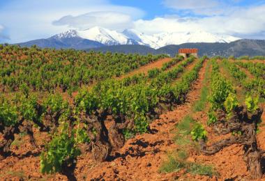 Domaine Auby and Roc des Anges have produced highly regarded wines on the barren soils in the south of France for years. Now both estates have new owners. (Photo: PANORAMO/stock.adobe.com)