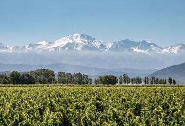 The picturesque vineyards of Argentina (Photo: alongway.ch/stock.adobe.com)