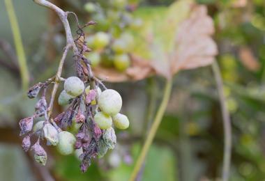 Grapes suffering from downy mildew (Photo: Tunatura/stock.adobe.com)