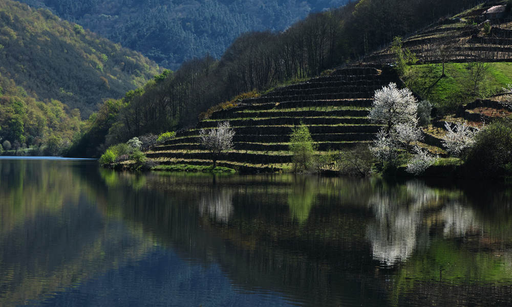 Terraced vineyards in Ribeira Sacra. (Photo: Azahara MarcosDeLeon/adobe.stock.com)