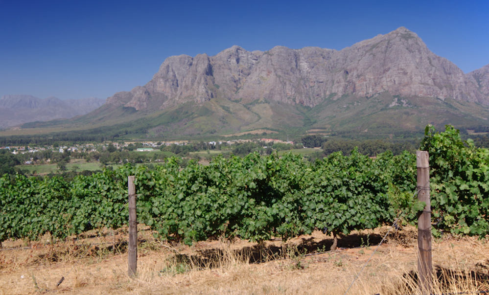 Weather conditions and external factors have resulted in a small harvest (Photo: jon11/stock.adobe.com)