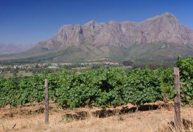 Weather conditions and external factors have resulted in a small harvest (Photo: jon11/stock.adobe.com)